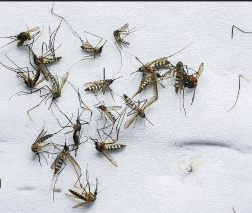 PACK - LAMP. COLG. + MALLA PUERTA MOSQ